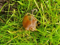Psilocybe cyanescens