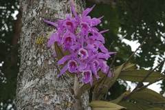 Cattleya maxima