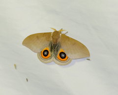 Automeris naranja