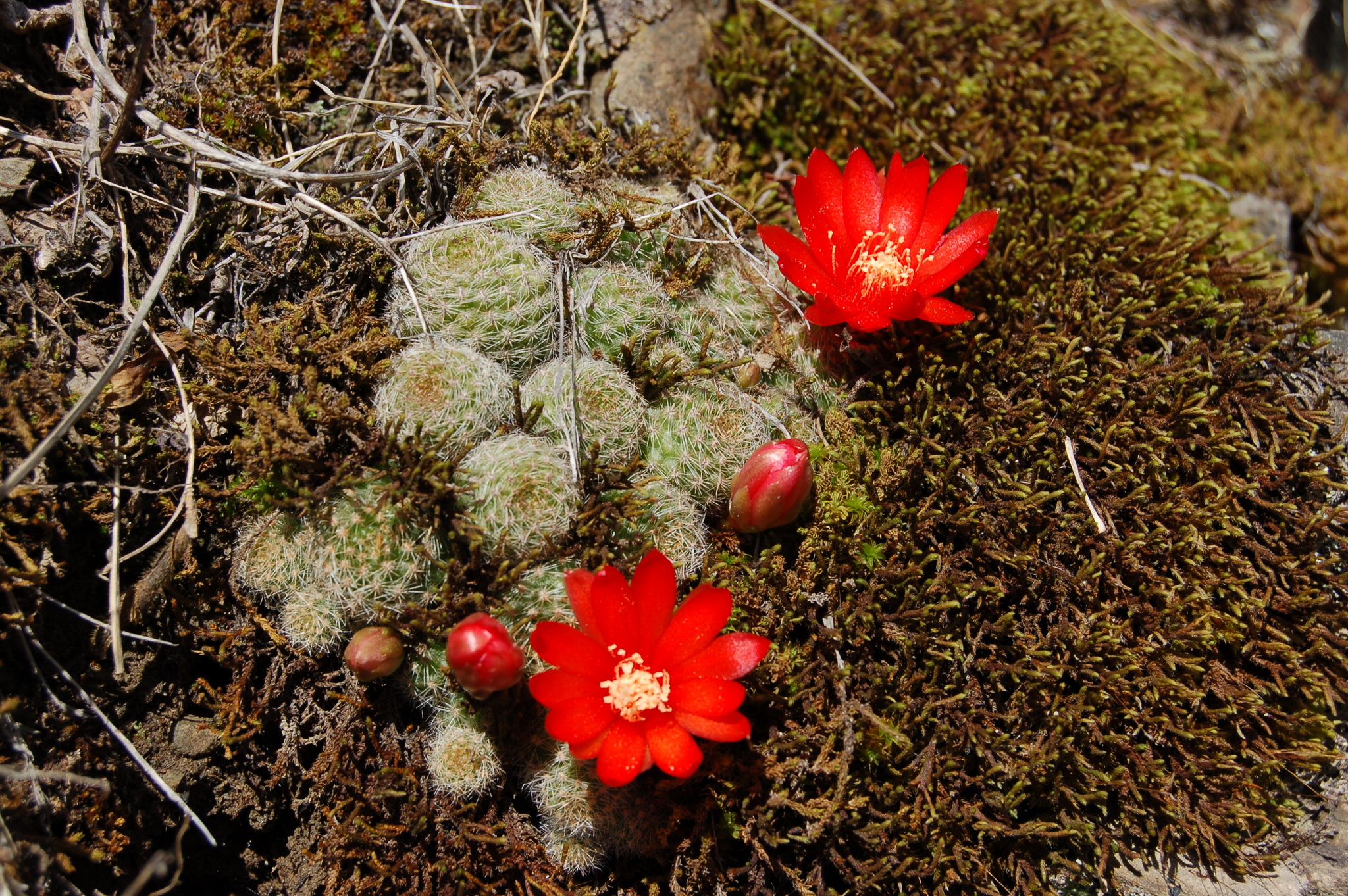 Rebutia