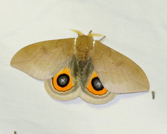 Automeris naranja