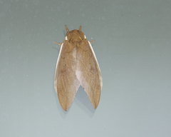Automeris naranja