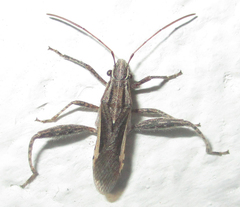 Tenosius proletarius