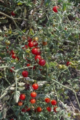 Solanum pimpinellifolium