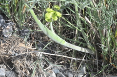Lomatium triternatum brevifolium