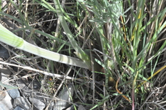 Lomatium triternatum brevifolium