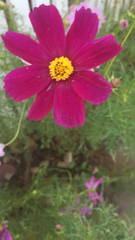 Cosmos bipinnatus
