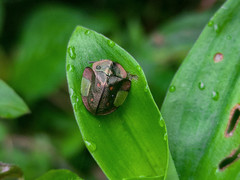 Cyrtonota serinus