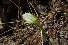Echinopsis ancistrophora