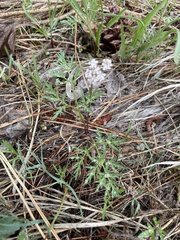 Lomatium gormanii