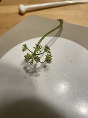 Lomatium gormanii