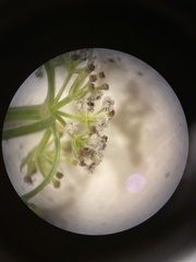 Lomatium gormanii