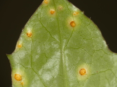 Puccinia orbicula
