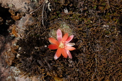 Rebutia fabrisii