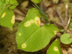 Puccinia orbicula