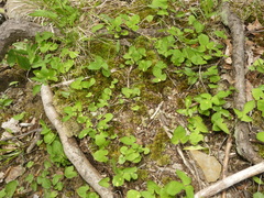 Puccinia orbicula