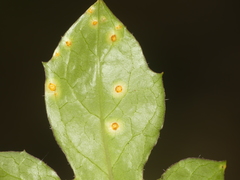 Puccinia orbicula
