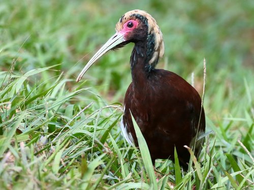 Madagascar Ibis