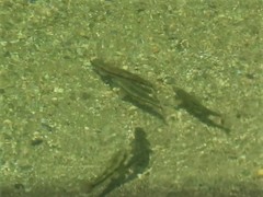 Catostomus occidentalis