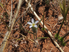 Eriastrum diffusum