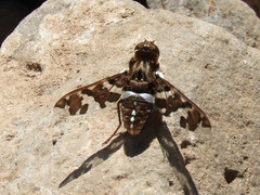 Exoprosopa caliptera