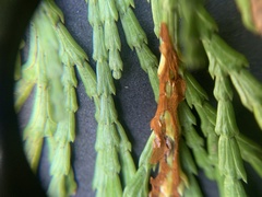 Gymnotelium blasdaleanum