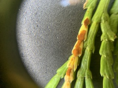 Gymnotelium blasdaleanum