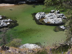 Catostomus occidentalis