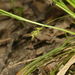 Carex laxiculmis - Photo Ningún derecho reservado, subido por Shaun Pogacnik