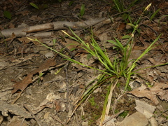 Carex laxiculmis copulata