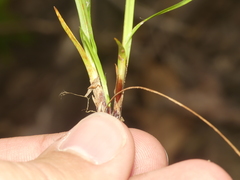 Carex laxiculmis copulata