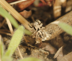 Habronattus klauseri
