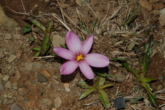 Zephyranthes andina