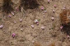 Zephyranthes andina