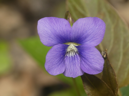 Viola X bissellii