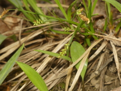 Carex laxiculmis copulata