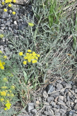 Lomatium triternatum brevifolium