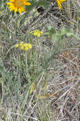 Lomatium triternatum brevifolium