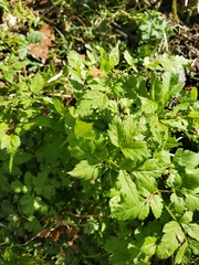 Osmorhiza purpurea