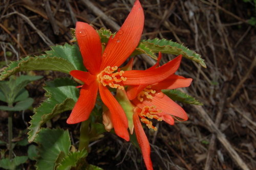 Bégonia de Bolivie