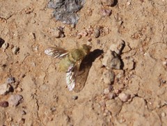 Chrysanthrax juncturus