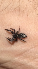 Ocrisiona melancholica