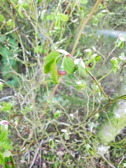 Vaccinium alaskaense