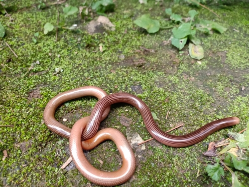 Photo of a Striped Blind Snake (Ramphotyphlops lineatus)