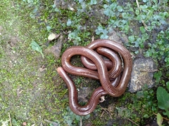 Ramphotyphlops lineatus
