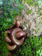 Ramphotyphlops lineatus