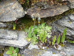 Hieracium sodiroanum