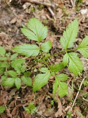 Osmorhiza purpurea