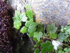 Bowlesia lobata