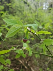 Vaccinium alaskaense